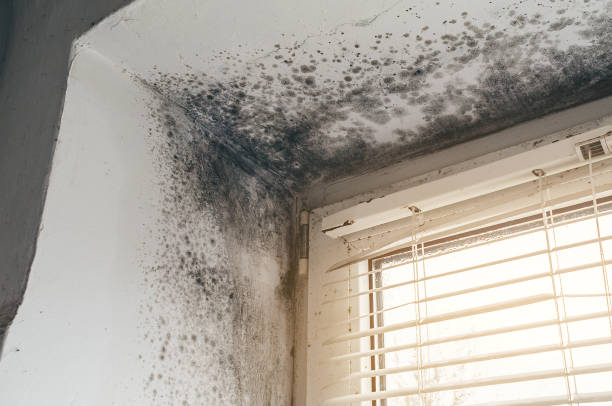 Affordable Basement Mold Removal solutions in Manasquan, NJ